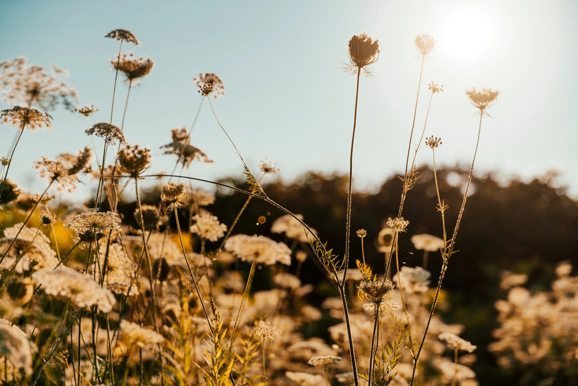 banner with some plants during golden hour